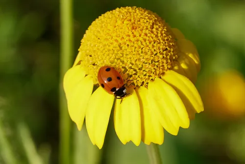 This macro photograph shows a ladybird on a yellow daisy flower during the early morning in summer. The main subject of the image is the ladybird daisy, with vibrant yellow petals and a central flower head, surrounded by soft green background tones. Plants and insects are clearly visible, emphasizing the interaction between flora and fauna. The image captures the details of the yellow daisy and the ladybird, illustrating the presence of flowers and pollinating insects in a natural setting. There are no prominent landmarks present, and the focus remains on the summer plants and the macro perspective of the ladybird on the yellow daisy.